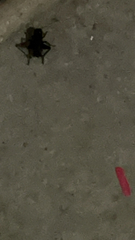 Periplaneta fuliginosa