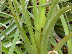 Bromelia balansae