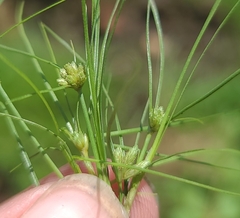 Fimbristylis vahlii