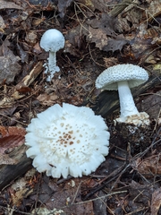 Amanita abrupta