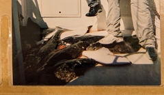 Hippoglossus stenolepis