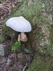 Volvariella bombycina