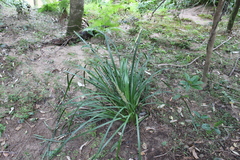 Lomandra hystrix