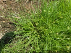 Fimbristylis vahlii