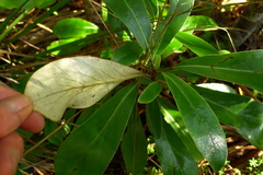 Brachyglottis cockaynei