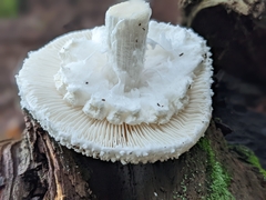 Amanita abrupta