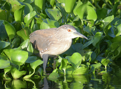 Nycticorax nycticorax