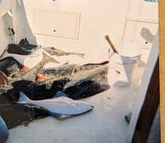 Hippoglossus stenolepis