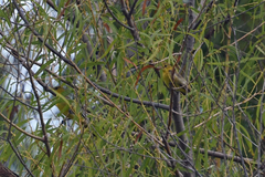 Icterus bullockii