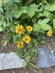 Arnica cordifolia