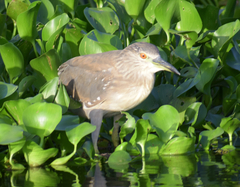 Nycticorax nycticorax