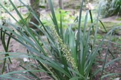 Lomandra hystrix