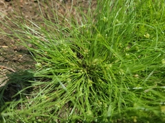 Fimbristylis vahlii