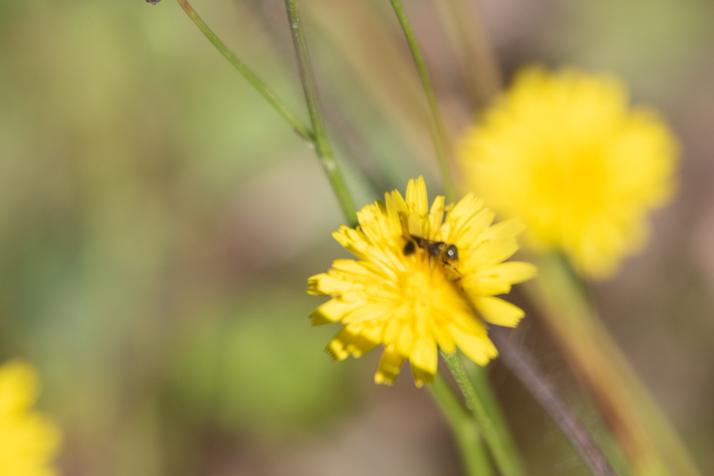 narrow-waisted-wasps-ants-and-bees-from-1-chairback-road-t7-r9