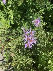 Eucephalus ledophyllus