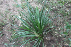 Lomandra hystrix