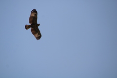 Buteogallus anthracinus