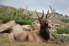 Cervus canadensis canadensis