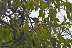 Melanerpes carolinus