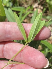 Strophostyles leiosperma