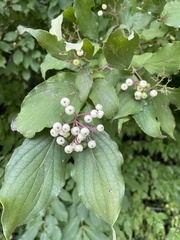 Cornus drummondii