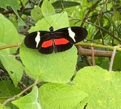 Heliconius clysonymus