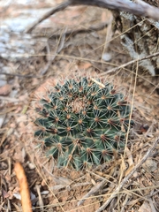 Mammillaria heyderi