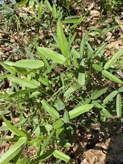 Strophostyles leiosperma
