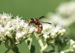 Euodynerus hidalgo