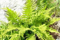 Athyrium
