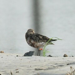 Calidris ferruginea