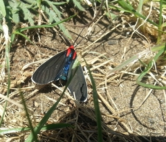 Ctenucha multifaria