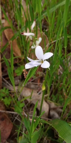 Tecophilaea violiflora (Tecophilaea violiflora)