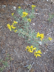 Chrysothamnus viscidiflorus