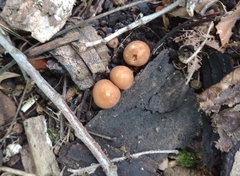 Psathyrella piluliformis