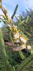 Fouquieria burragei