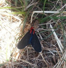 Ctenucha multifaria