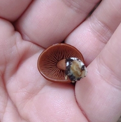 Psathyrella piluliformis