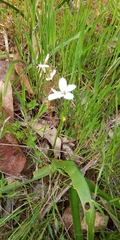 Tecophilaea