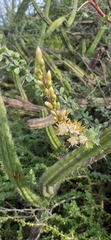 Fouquieria burragei