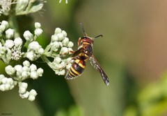 Euodynerus hidalgo