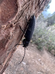 Arhopalus