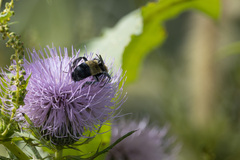 Bombus fraternus