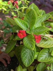 Episcia