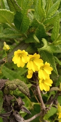 Tropaeolum brachyceras