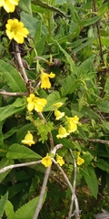 Tropaeolum brachyceras