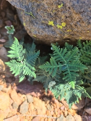 Notholaena standleyi