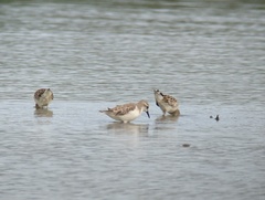 Calidris ruficollis