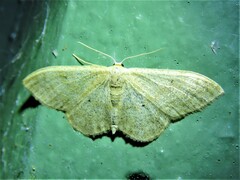 Scopula incanata