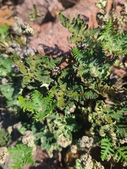 Notholaena standleyi